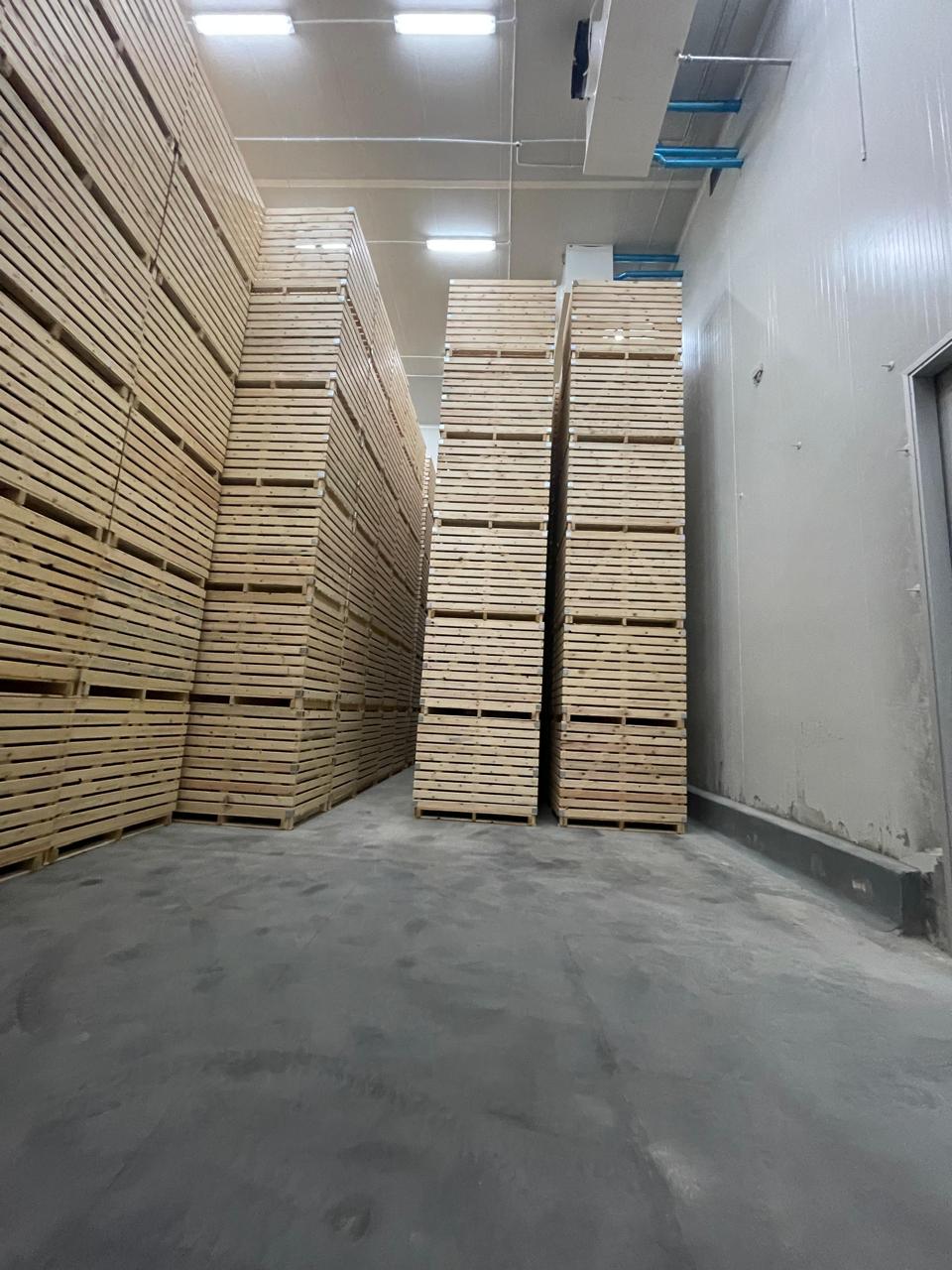 Establishing the largest factory and refrigerators for manufacturing and storing potatoes
